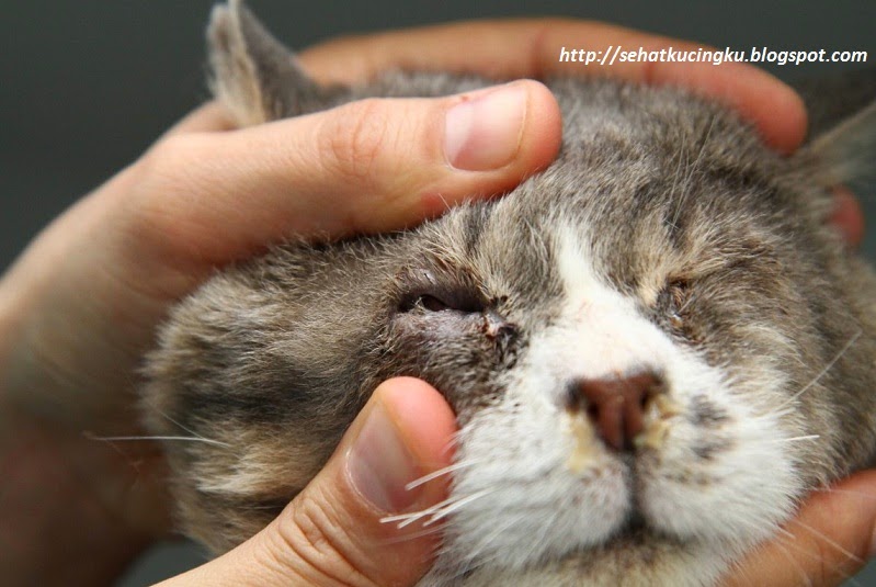 Memelihara Kucing Kesayangan Dengan Aman dan Sehat Obat Memelihara Kucing Kesayangan Dengan Aman dan Sehat Obat