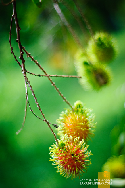 Rambutan Antique Nica Farm