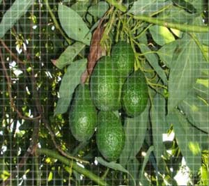 aguacates: alimentos afrodisiacos