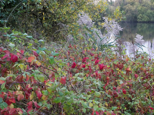 Bramble with red leaves by Deep Water