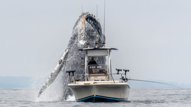 Video Depicts Huge Humpback Whale Leaping Out Of Sea Right Next To Fishing Boat
