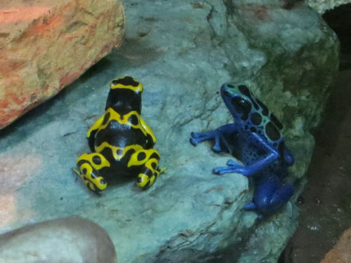 poison dart frogs