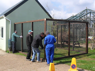 The maintenance team build the marmosets and enclosure