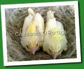 canarios 2011 004