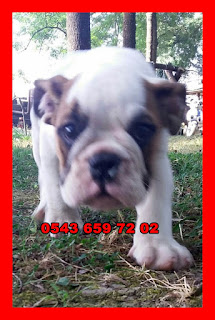 satılık ingiliz bulldog yavruları, satılık yavru ingiliz bulldog, satılık ingiliz bulldog antalya, satılık ingiliz bulldog izmir, satılık ingiliz bulldog eskişehir, satılık ingiliz bulldog yavrusu ankara yavru ingiliz bulldog satılık bursasatılık ingiliz bulldog yavruları bodrum, satılık ingiliz bulldog muğla, satılık ingiliz bulldog yavruları aydın, satılık ingiliz bulldog yavrusu yalova, sahibinden satılık ingiliz bulldog yavruları