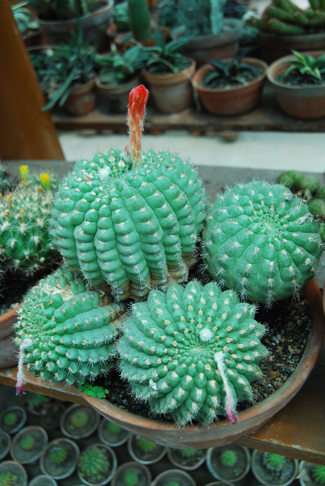 Cactus care