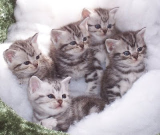 american shorthair cat animal cute little cats