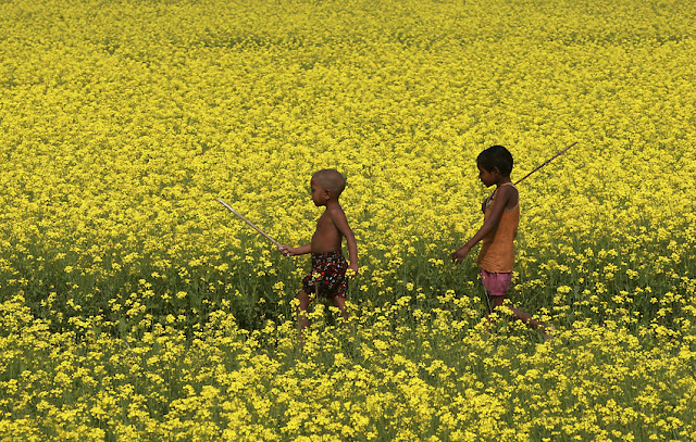 a mustard field in Shingai