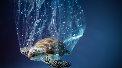 Turtle trapped in a plastic bag