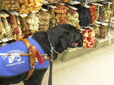 Picture of Al in a stand-stay in harness/coat, waiting for the forward command - there is also lots of tassels behind him