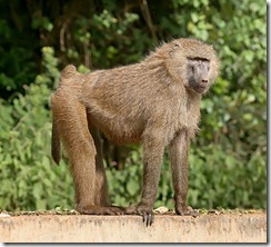 Olive Baboon