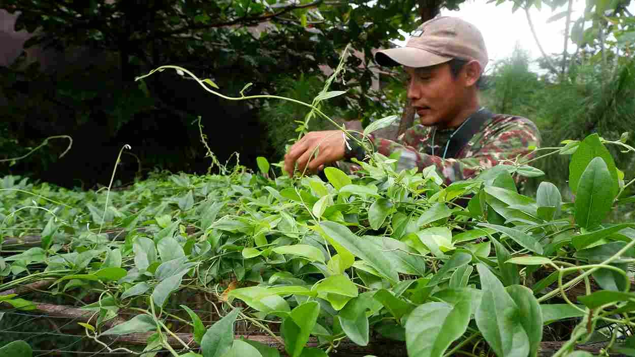 Cincau Clinic Berkolaborasi dengan Petani, Naikkan Pamor Minuman Tradisional