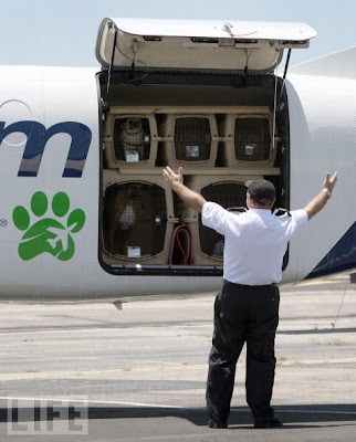 Pet Airways สายการบินเฉพาะน้องเหมียวและพี่ตูบ