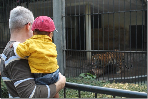 tiger boy