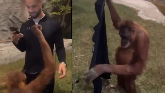 Watch: Orangutan tries to wear this man's jacket and succeeds