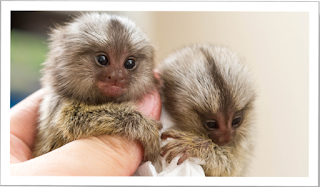 Finger Monkey