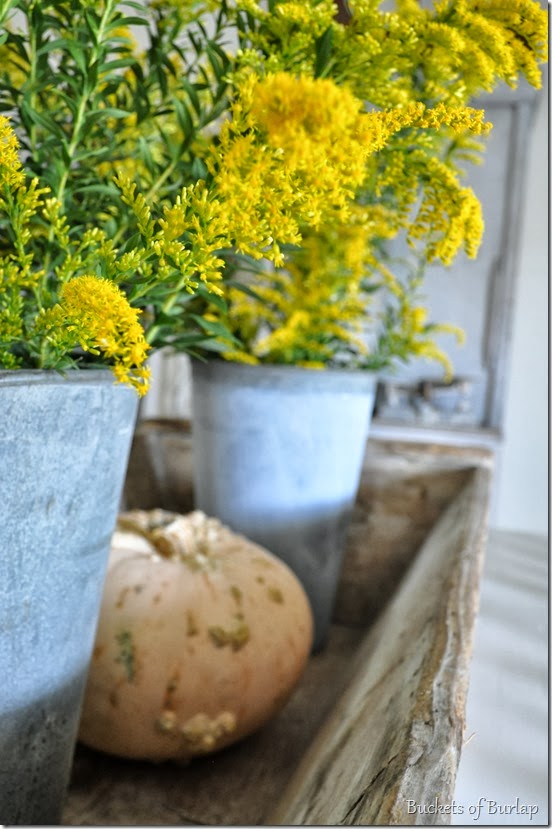 goldenrod