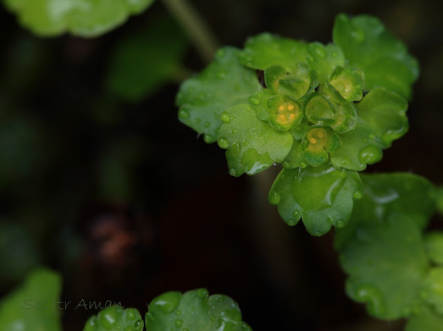 Chrysosplenium japonicum