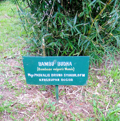 Bambu Budha (Bambusa vulgaris 'Wamin') on Taman Safari Indonesia