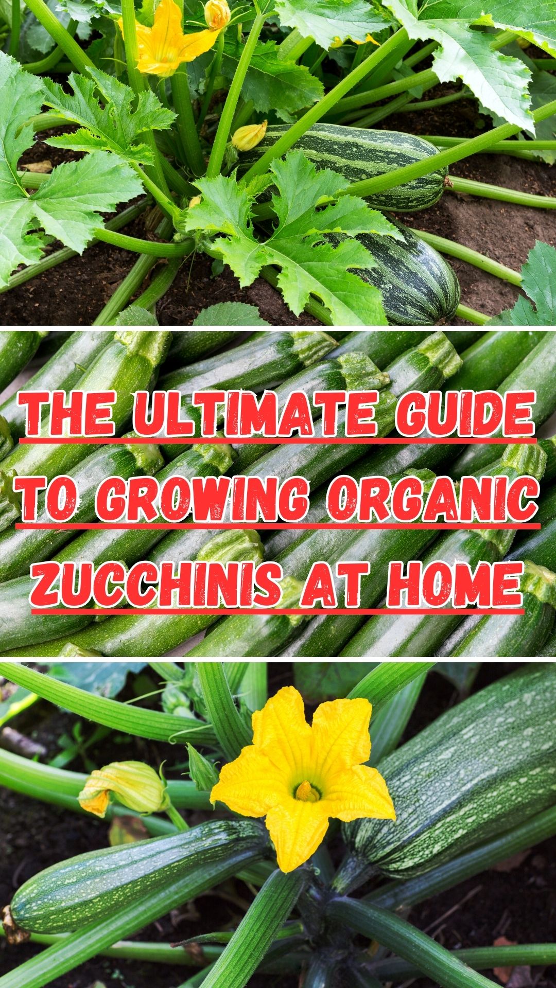 Join us on this journey of organic zucchini cultivation, where a world of abundance, flavor, and sustainable harmony awaits. Let's dig deep into the fertile ground of organic gardening practices and cultivate a life-giving relationship with nature through the growth of delicious, nutrient-rich zucchinis right in your own backyard.