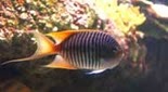 Biodiversité ange lyre zébré du Pacifique