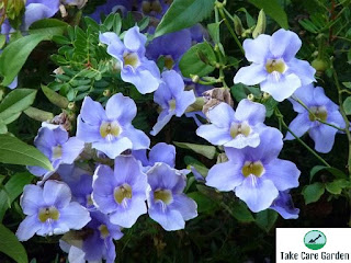 Thunbergia Grandiflora: como cultivar e cuidar da videira trombeta azul