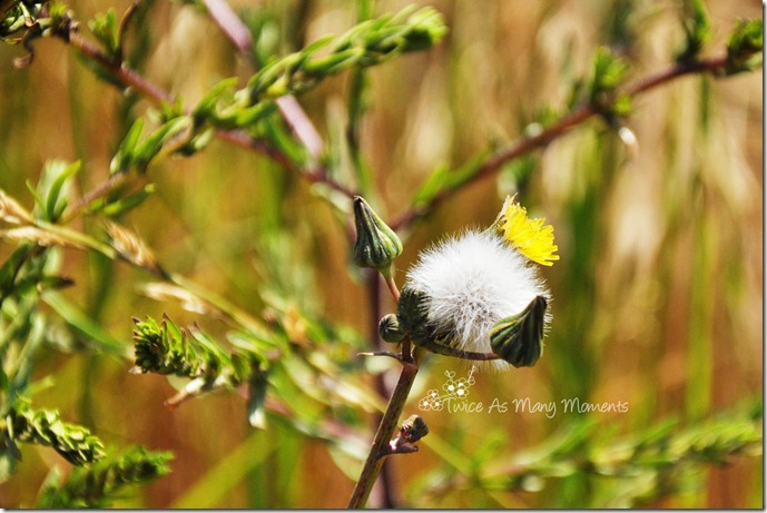 DSC_5243_edit_wm
