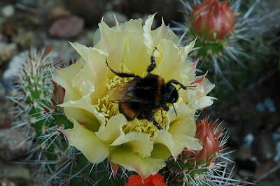 Bumble bee leaving a flower