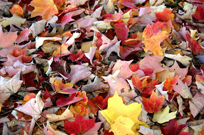 Fallen autumn maple leaves