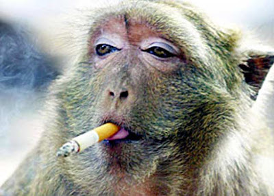 Smoking Monkey Seen On www.coolpicturegallery.us