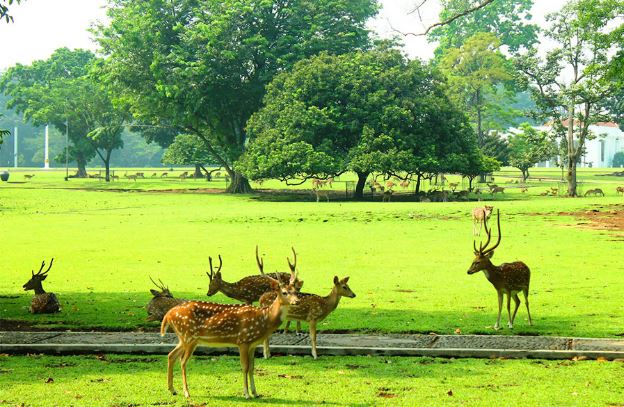 keindahan kebun raya bogo