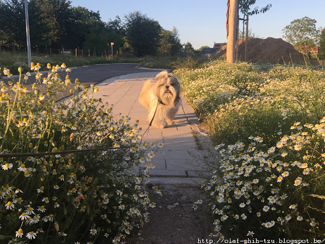 Olaf Shih Tzu