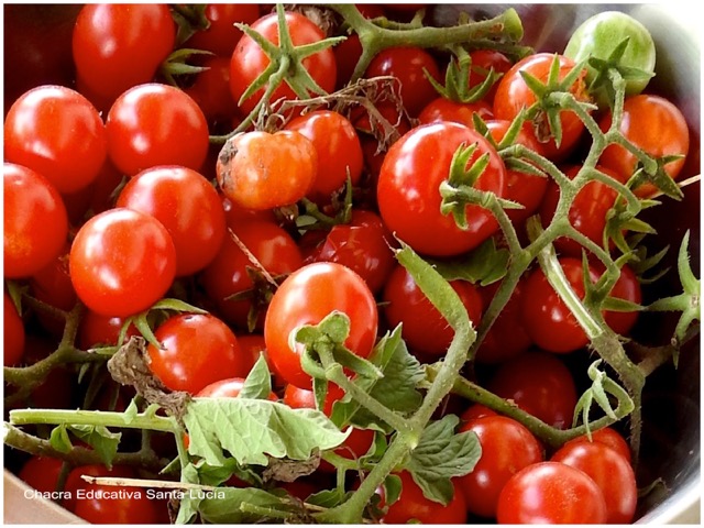 Cosecha de tomate cherry - Chacra Educativa Santa Lucía