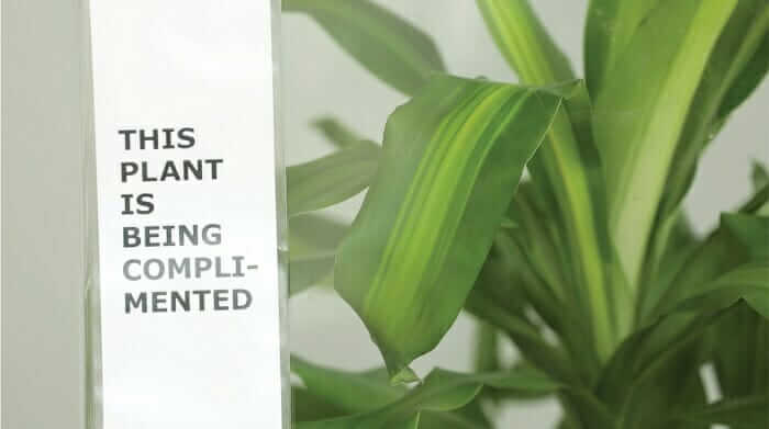 Students Bullied A Plant As Part Of An IKEA Experiment, And The Result Is Unbelievable!