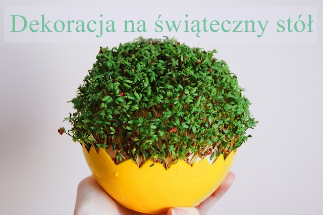 rzeżucha na wielkanoc