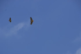 Two hawks flying up yonder.