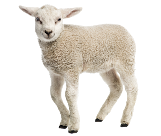 photo of a lamb