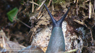 Bielzia coerulans DSC38749