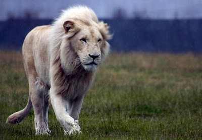 león blanco (Panthera leo krugeri).