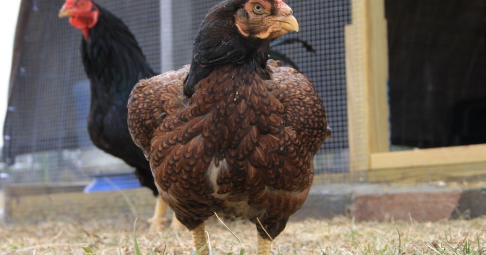 Natural Chicken Keeping: Meet the Meat Birds