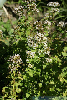 Origan commun - Origanum vulgare - Marjolaine sauvage 