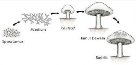 Soal Biologi : Ruang Lingkup Biologi (30 Soal Pilihan Ganda + Jawaban)