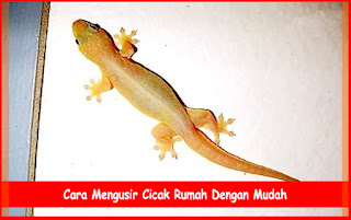 Cara Mengusir Cicak Rumah Dengan Mudah