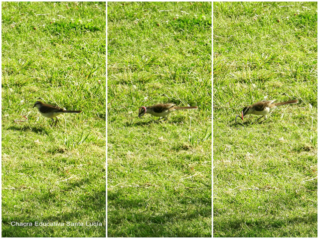 Calandria (Mimus saturninus) cazando una lombriz - Chacra Educativa Santa Lucía