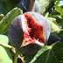 Kandungan Buah Tin (Ficus Carica L) dan Manfaat Bagi Kesehatan