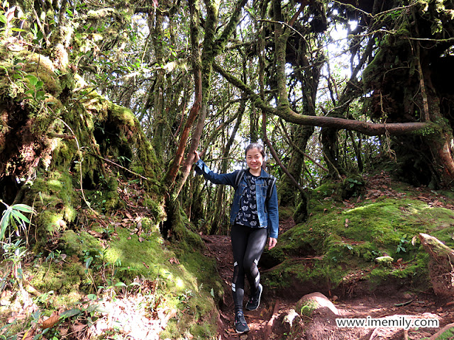 Mossy Forest @ Cameron Highlands