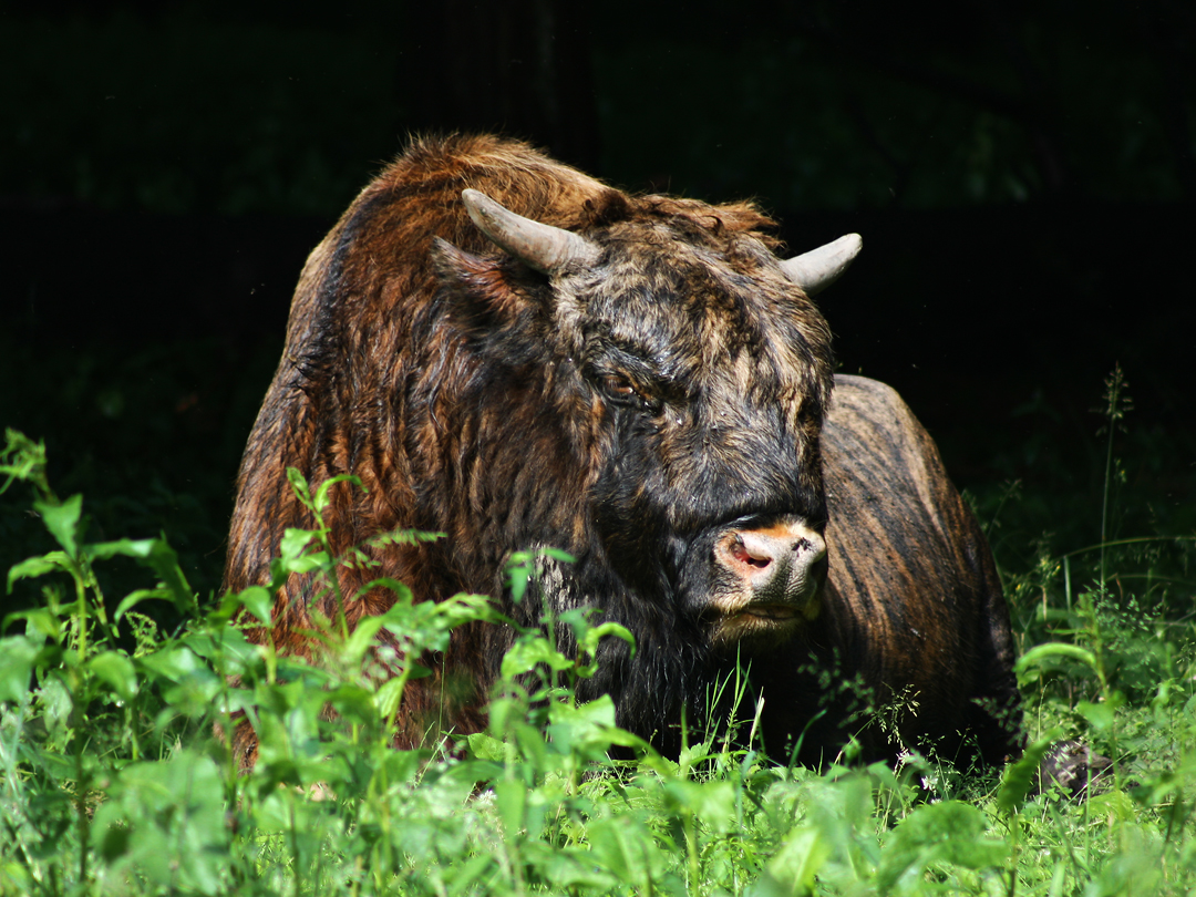 Białowieża - Rezerwat pokazowy żubrów