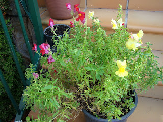 Dragonaria o boca de dragón (Antirrhinum majus f. nana)