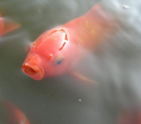 goldfish eggs look like. how do goldfish eggs look