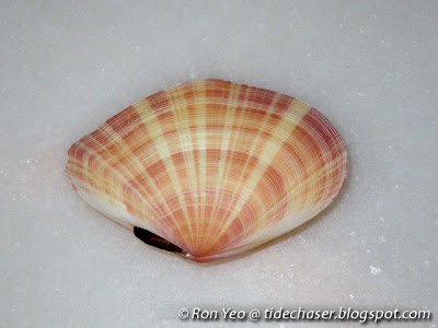 Virgate Tellin Clam (Tellina virgata)